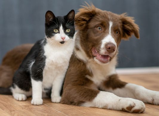 Dog and cat sitting together