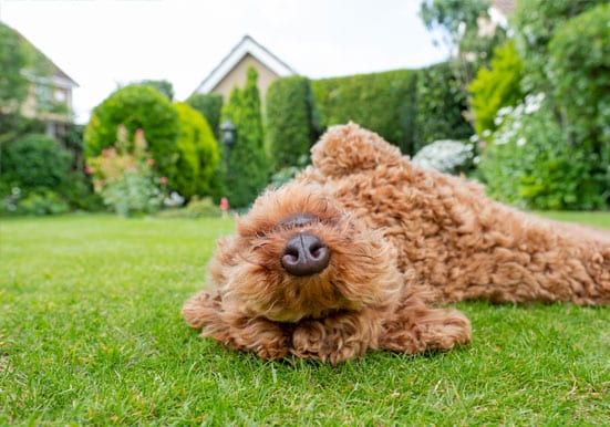 Dog rolling in the grass