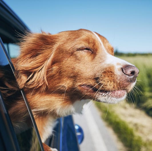 Dog with its head out of a car window