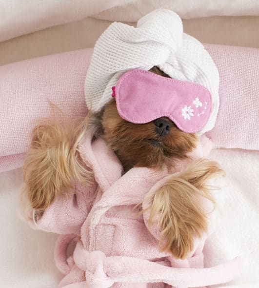 Dog in a robe and eye mask