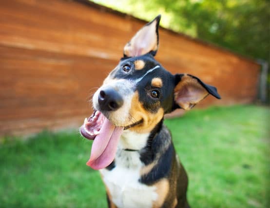 Happy dog with its tongue out