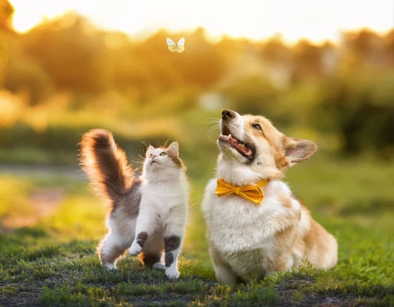 Dog and cat staring at a butterfly