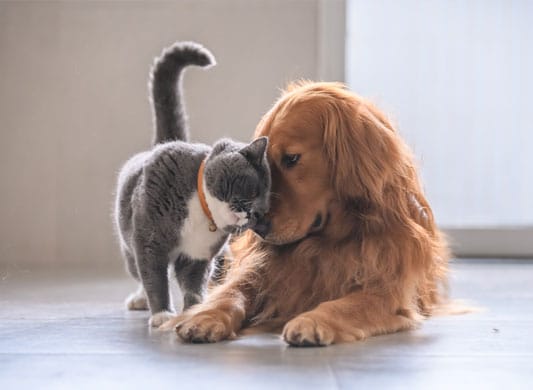 Cat nuzzling a dog