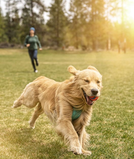 Golden Retriever running with a ball in its mouth