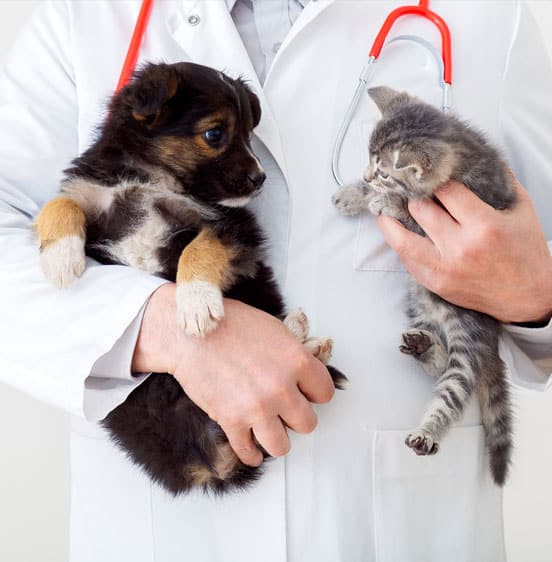 Veterinarian with puppy and kitten