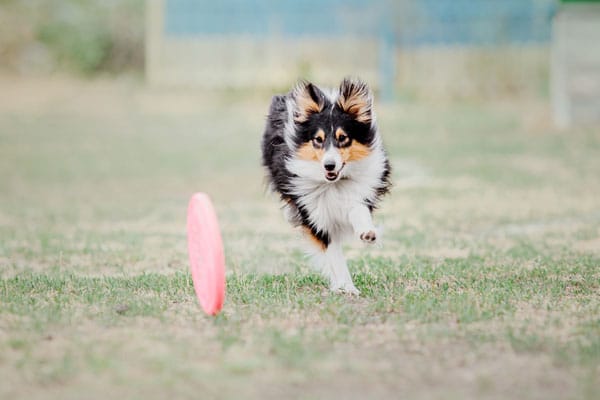 dog chasing frisbee